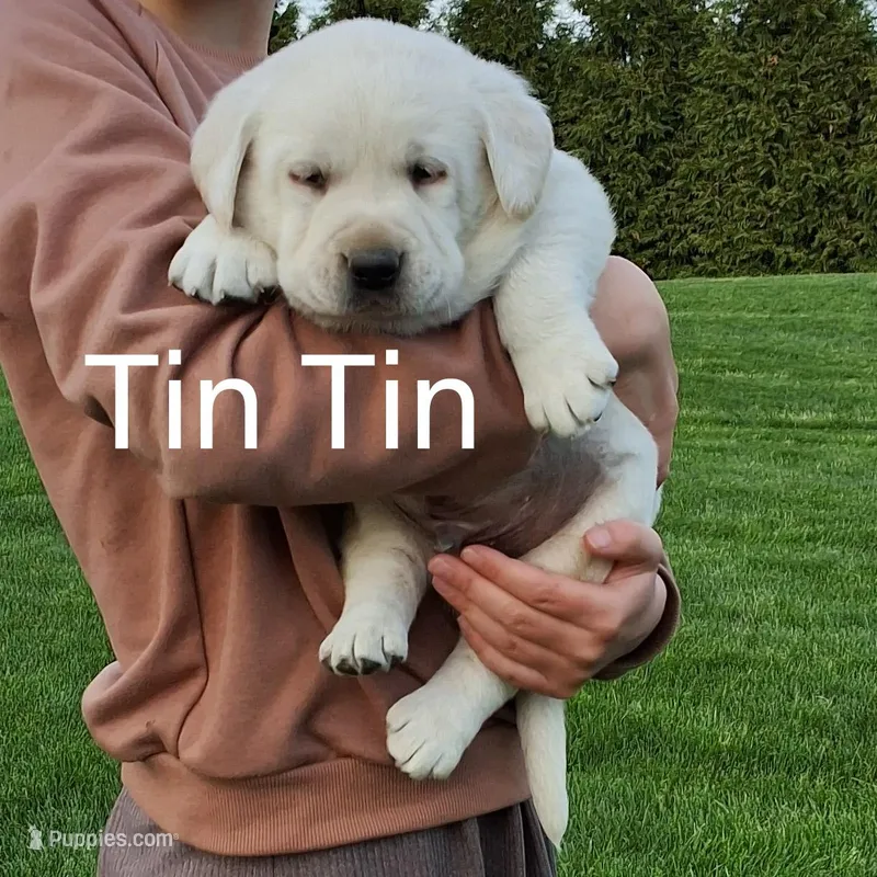 Tin Tin  – Labrador Retriever puppy for sale in Apple Creek, OH