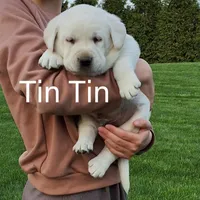 Tin Tin , a male Labrador Retriever for sale in Apple Creek, OH – 2 of 5