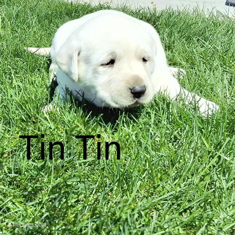 Tin Tin  – Labrador Retriever puppy for sale in Apple Creek, OH