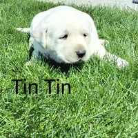 Tin Tin , a male Labrador Retriever for sale in Apple Creek, OH – Photo 1 of 3