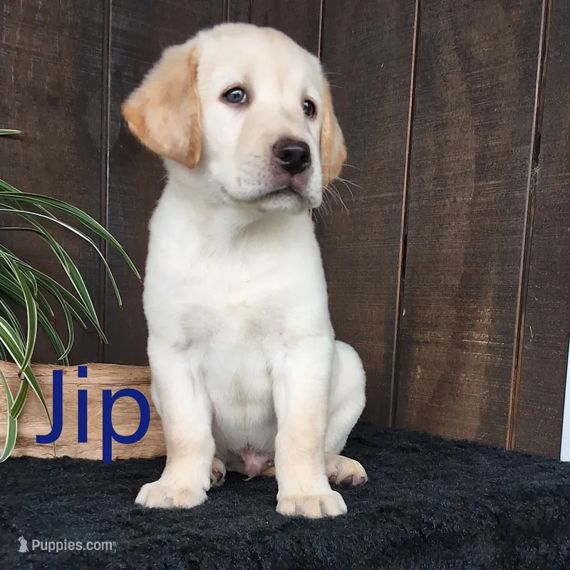 Jip – Labrador Retriever puppy on hold in Apple Creek, OH