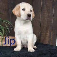 Jip, a male Labrador Retriever for sale in Apple Creek, OH – 1 of 1