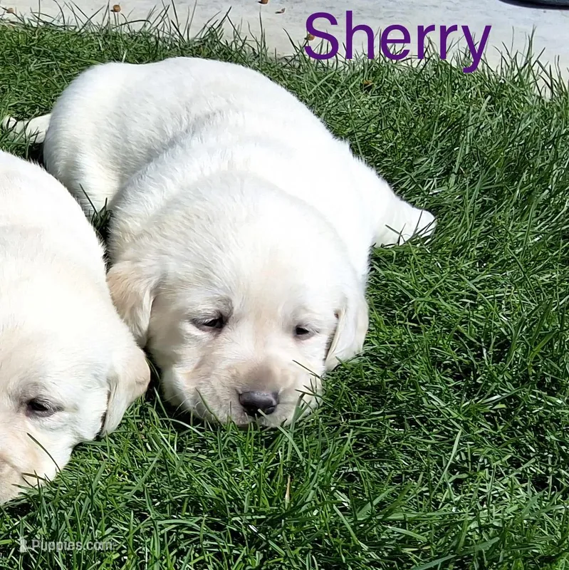 Sherry   – Labrador Retriever puppy for sale in Apple Creek, OH