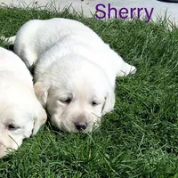 Sherry  , a female Labrador Retriever for sale in Apple Creek, OH – Photo 1 of 5
