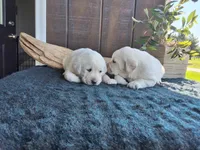 Sherry  , a female Labrador Retriever for sale in Apple Creek, OH – Photo 4 of 5