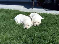Sherry  , a female Labrador Retriever for sale in Apple Creek, OH – Photo 5 of 5