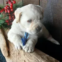 Jackson, a male Labrador Retriever for sale in Apple Creek, OH – Photo 1 of 7