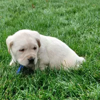 Jackson, a male Labrador Retriever for sale in Apple Creek, OH – Photo 5 of 7