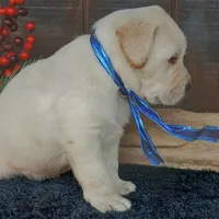 Jackson, a male Labrador Retriever for sale in Apple Creek, OH – Photo 2 of 7