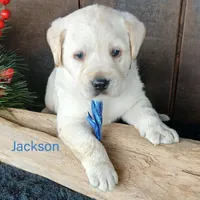 Jackson, a male Labrador Retriever for sale in Apple Creek, OH – Photo 3 of 7