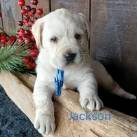 Jackson, a male Labrador Retriever for sale in Apple Creek, OH – Photo 4 of 7