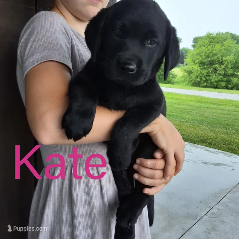 Kate  – Labrador Retriever puppy on hold in Apple Creek, OH