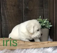 Iris, a female Labrador Retriever for sale in Apple Creek, OH – Photo 3 of 9
