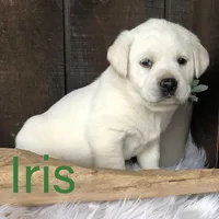 Iris, a female Labrador Retriever for sale in Apple Creek, OH – Photo 4 of 9