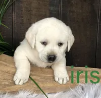 Iris, a female Labrador Retriever for sale in Apple Creek, OH – Photo 5 of 9
