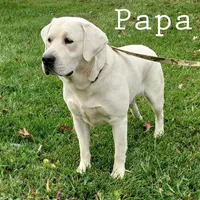 Iris, a female Labrador Retriever for sale in Apple Creek, OH – Photo 9 of 9