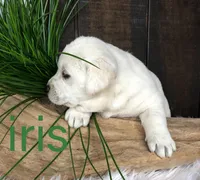 Iris, a female Labrador Retriever for sale in Apple Creek, OH – Photo 7 of 9