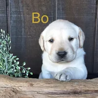 Bo , a male Labrador Retriever for sale in Apple Creek, OH – 1 of 8