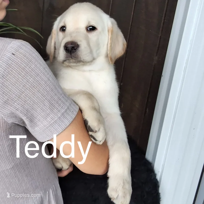 Teddy  – Labrador Retriever puppy for sale in Apple Creek, OH