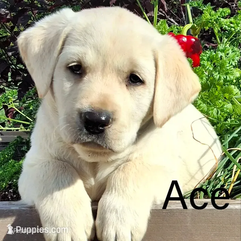 Ace  – Labrador Retriever puppy for sale in Apple Creek, OH