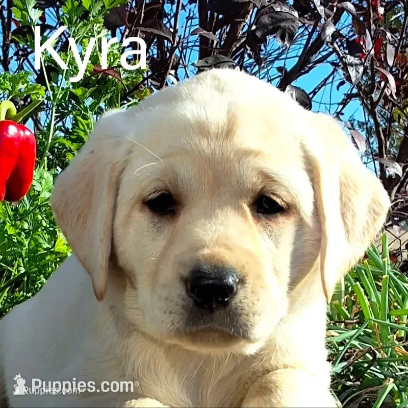 Kyra  – Labrador Retriever puppy for sale in Apple Creek, OH