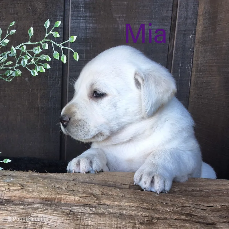 Mia  – Labrador Retriever puppy for sale in Apple Creek, OH
