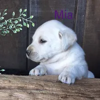 Mia , a female Labrador Retriever for sale in Apple Creek, OH – 1 of 7