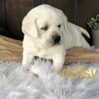 Daisy, a female Labrador Retriever for sale in Apple Creek, OH – Photo 1 of 5