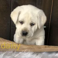 Daisy, a female Labrador Retriever for sale in Apple Creek, OH – Photo 2 of 5