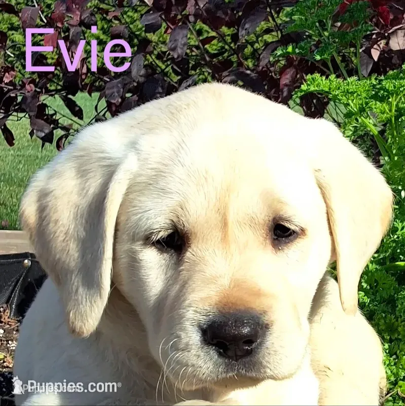 Evie  – Labrador Retriever puppy for sale in Apple Creek, OH