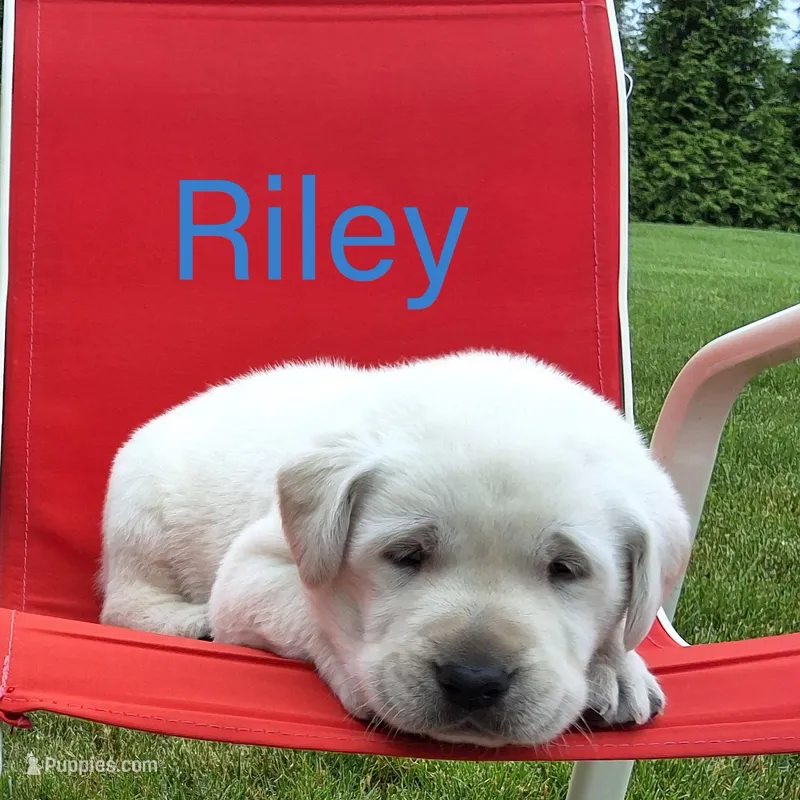 Riley