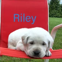Riley, a male Labrador Retriever for sale in Apple Creek, OH – Photo 1 of 5