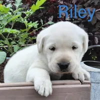 Riley, a male Labrador Retriever for sale in Apple Creek, OH – Photo 3 of 5