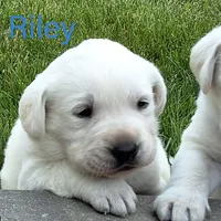 Riley, a male Labrador Retriever for sale in Apple Creek, OH – Photo 2 of 5