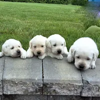 Riley, a male Labrador Retriever for sale in Apple Creek, OH – Photo 4 of 5