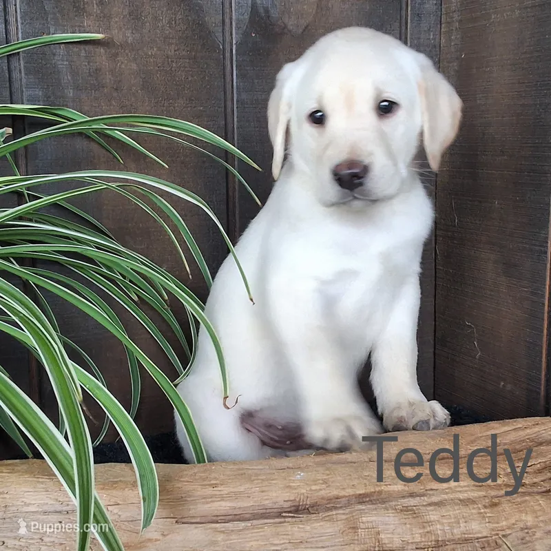 Teddy  – Labrador Retriever puppy for sale in Apple Creek, OH