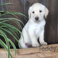 Teddy , a male Labrador Retriever for sale in Apple Creek, OH – 1 of 1