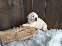 Spice, a female Labrador Retriever for sale in Apple Creek, OH – Photo 6 of 10
