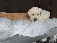 Spice, a female Labrador Retriever for sale in Apple Creek, OH – Photo 8 of 10