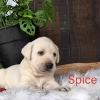 Spice, a female Labrador Retriever for sale in Apple Creek, OH – Photo 2 of 10