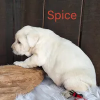 Spice, a female Labrador Retriever for sale in Apple Creek, OH – Photo 5 of 10