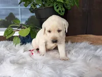 Spice, a female Labrador Retriever for sale in Apple Creek, OH – Photo 7 of 10