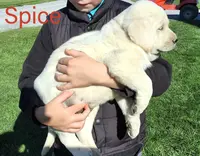 Spice, a female Labrador Retriever for sale in Apple Creek, OH – Photo 3 of 10