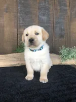 Rolan, a male Labrador Retriever for sale in Apple Creek, OH – Photo 6 of 10