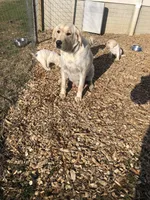 Rolan, a male Labrador Retriever for sale in Apple Creek, OH – Photo 10 of 10