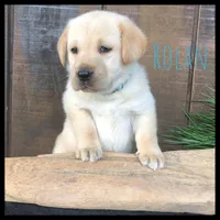 Rolan, a male Labrador Retriever for sale in Apple Creek, OH – Photo 2 of 10