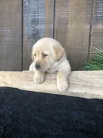 Rolan, a male Labrador Retriever for sale in Apple Creek, OH – Photo 7 of 10