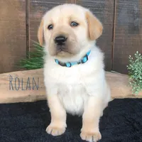 Rolan, a male Labrador Retriever for sale in Apple Creek, OH – Photo 1 of 10