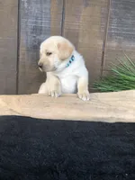 Rolan, a male Labrador Retriever for sale in Apple Creek, OH – Photo 3 of 10