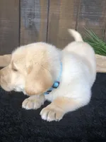 Rolan, a male Labrador Retriever for sale in Apple Creek, OH – Photo 5 of 10